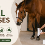 How to Heal Horses: First Aid, Illness Care, and Recovery Tips