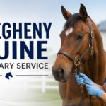 Veterinarian examining a horse as part of an equine veterinary service.