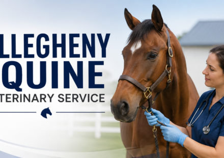 Veterinarian examining a horse as part of an equine veterinary service.