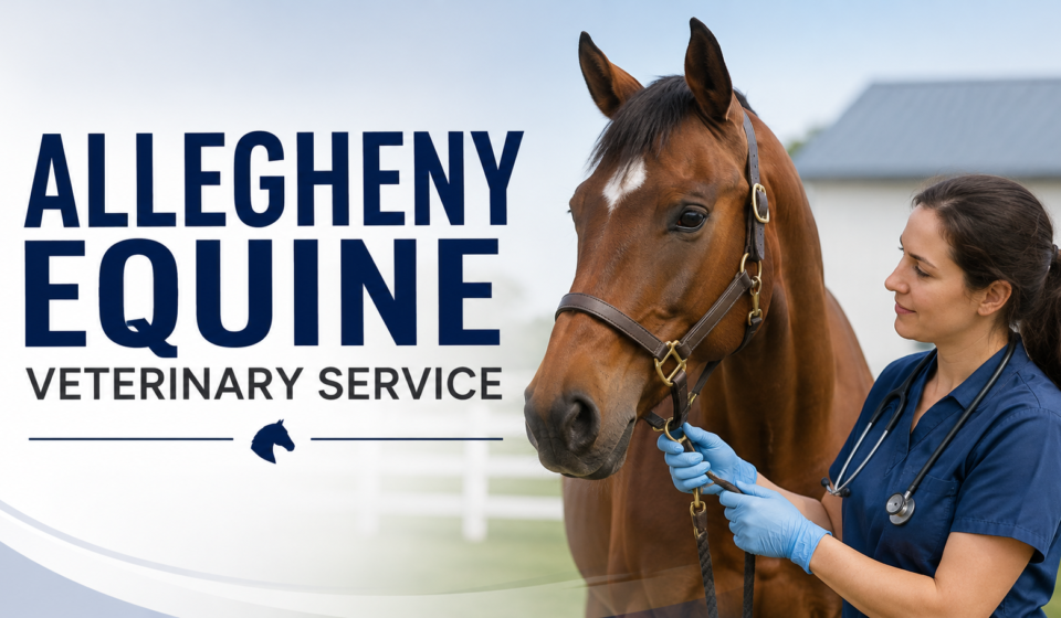 Veterinarian examining a horse as part of an equine veterinary service.