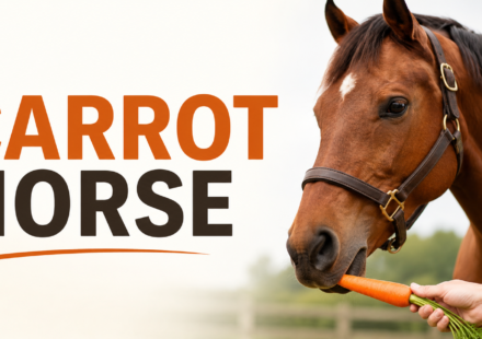 A chestnut horse gently eating a fresh carrot from a person’s hand in a green pasture.