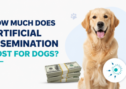 Golden retriever with a veterinary fertility symbol and money representing the cost of artificial insemination for dogs.