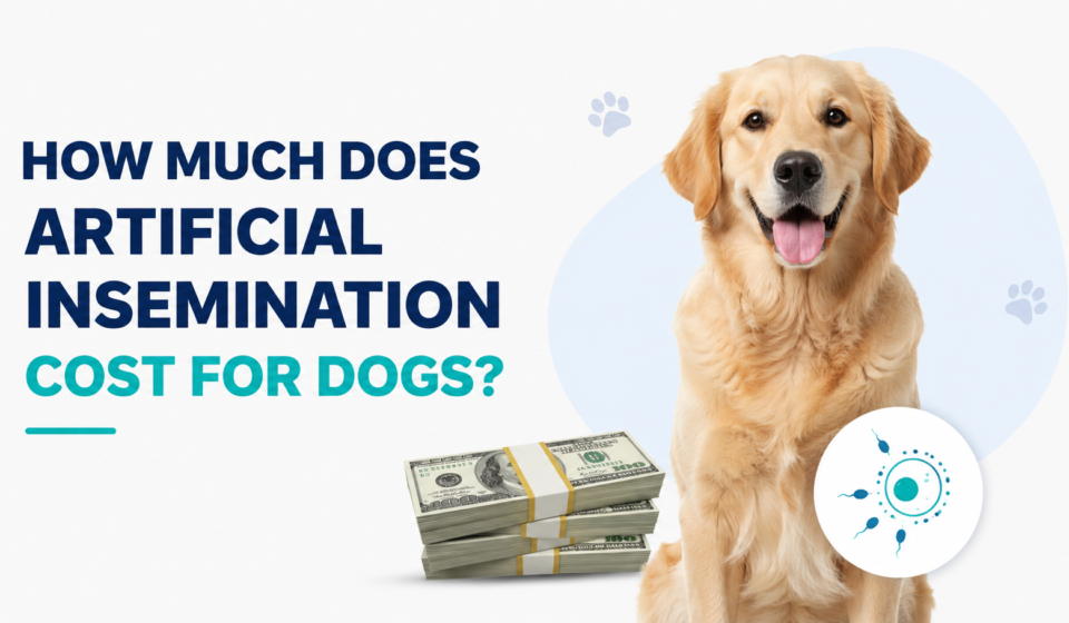 Golden retriever with a veterinary fertility symbol and money representing the cost of artificial insemination for dogs.
