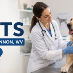 A veterinarian examining a golden retriever in a clean veterinary clinic in Buckhannon, West Virginia.