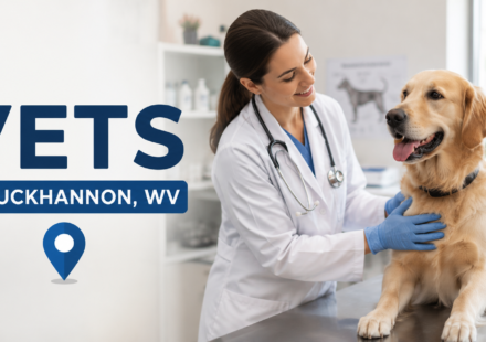 A veterinarian examining a golden retriever in a clean veterinary clinic in Buckhannon, West Virginia.