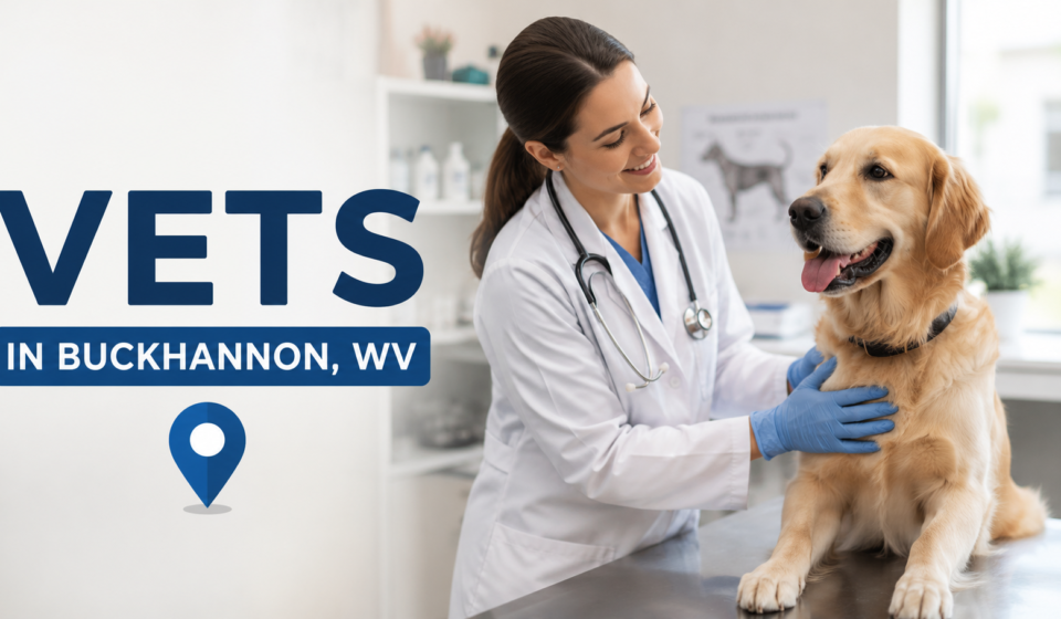 A veterinarian examining a golden retriever in a clean veterinary clinic in Buckhannon, West Virginia.