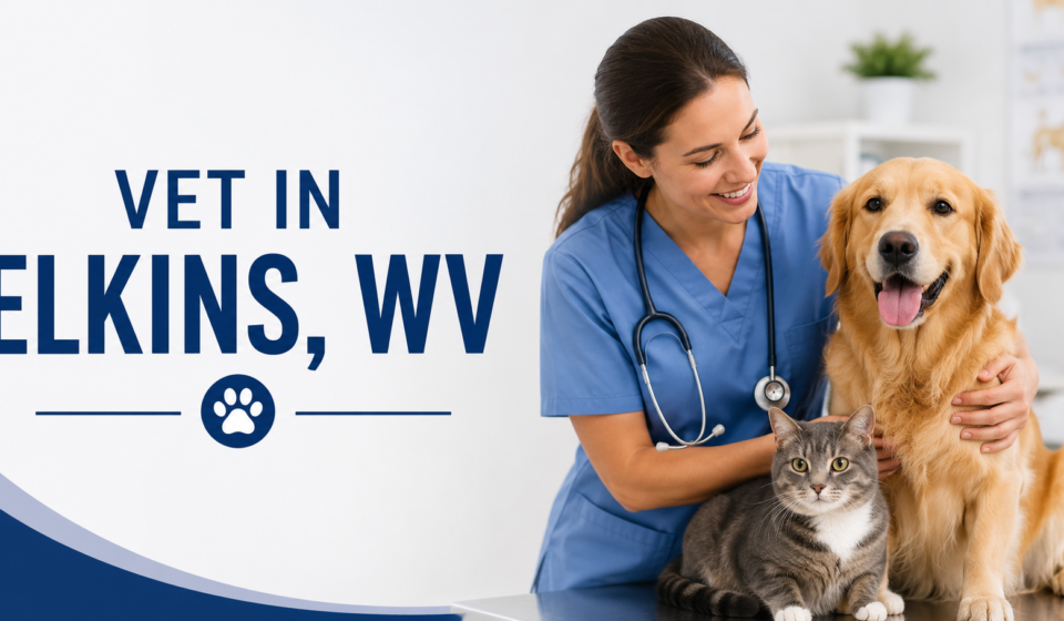 Veterinarian caring for a dog and cat in a welcoming animal clinic.
