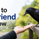 Crow approaching an open hand with food in a green outdoor setting