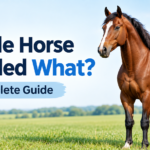A chestnut male horse standing in a grassy field beside the title “A Male Horse Is Called What?”