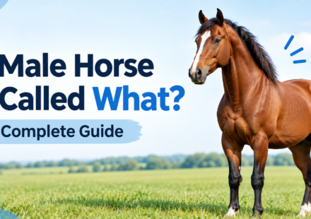 A chestnut male horse standing in a grassy field beside the title “A Male Horse Is Called What?”