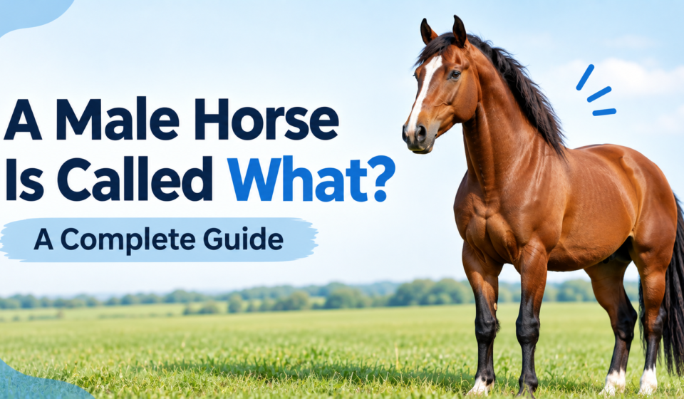 A chestnut male horse standing in a grassy field beside the title “A Male Horse Is Called What?”